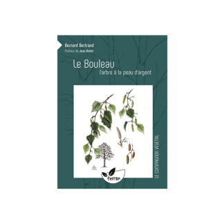 Le bouleau, l'arbre à la peau argent