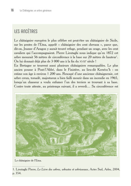 Le Châtaignier, un arbre généreux