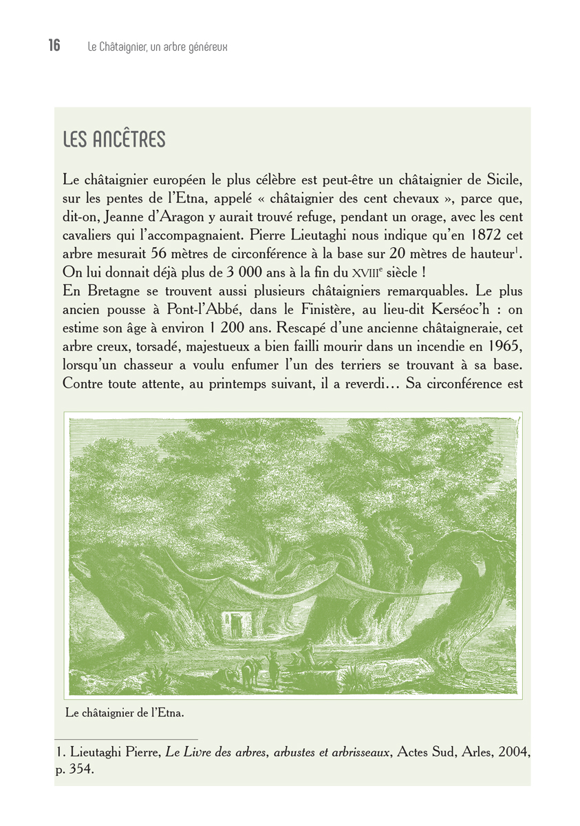 Le Châtaignier, un arbre généreux