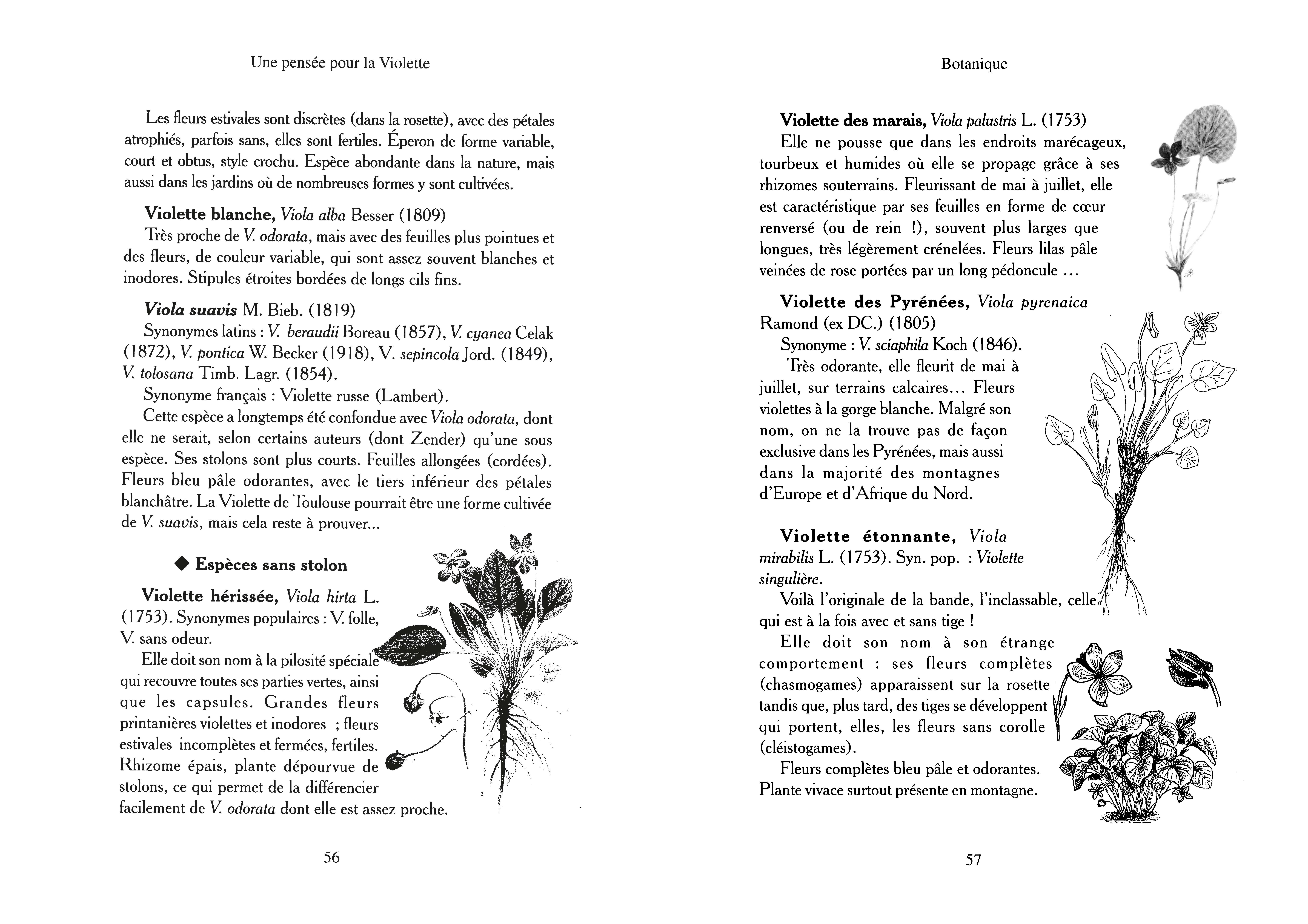 Terran Magazines - Une Pensée pour la violette (vol. 11)