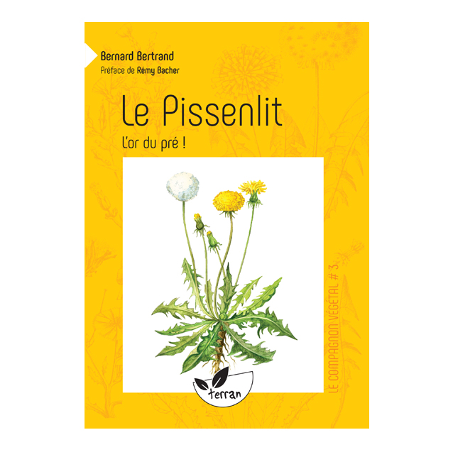 Compagnon végétal - PISSENLIT