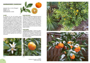 Agrumes résistant au froid