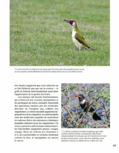 Créer un beau Jardin-refuge pour les oiseaux
