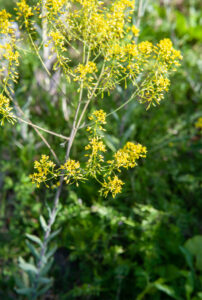 Cultiver les plantes tinctoriales - Extrait-2