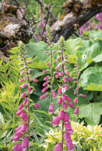 Le jardin naturel pas à pas - Extrait-2