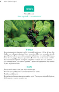 Plantes médicinales à glaner - extrait 1