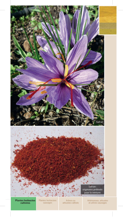 Guide des teintures naturelles - plantes à fleurs – Image 2