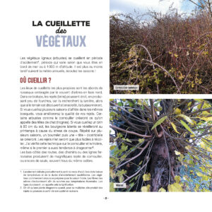 mes-creations-en-vannerie-sauvage_EXTRAIT
