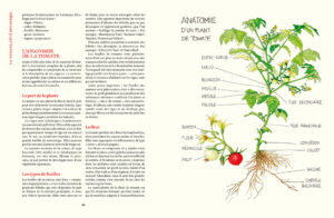 Le Conservatoire de la Tomate Savoir-faire de La Bourdaisière, 50 variétés à cultiver