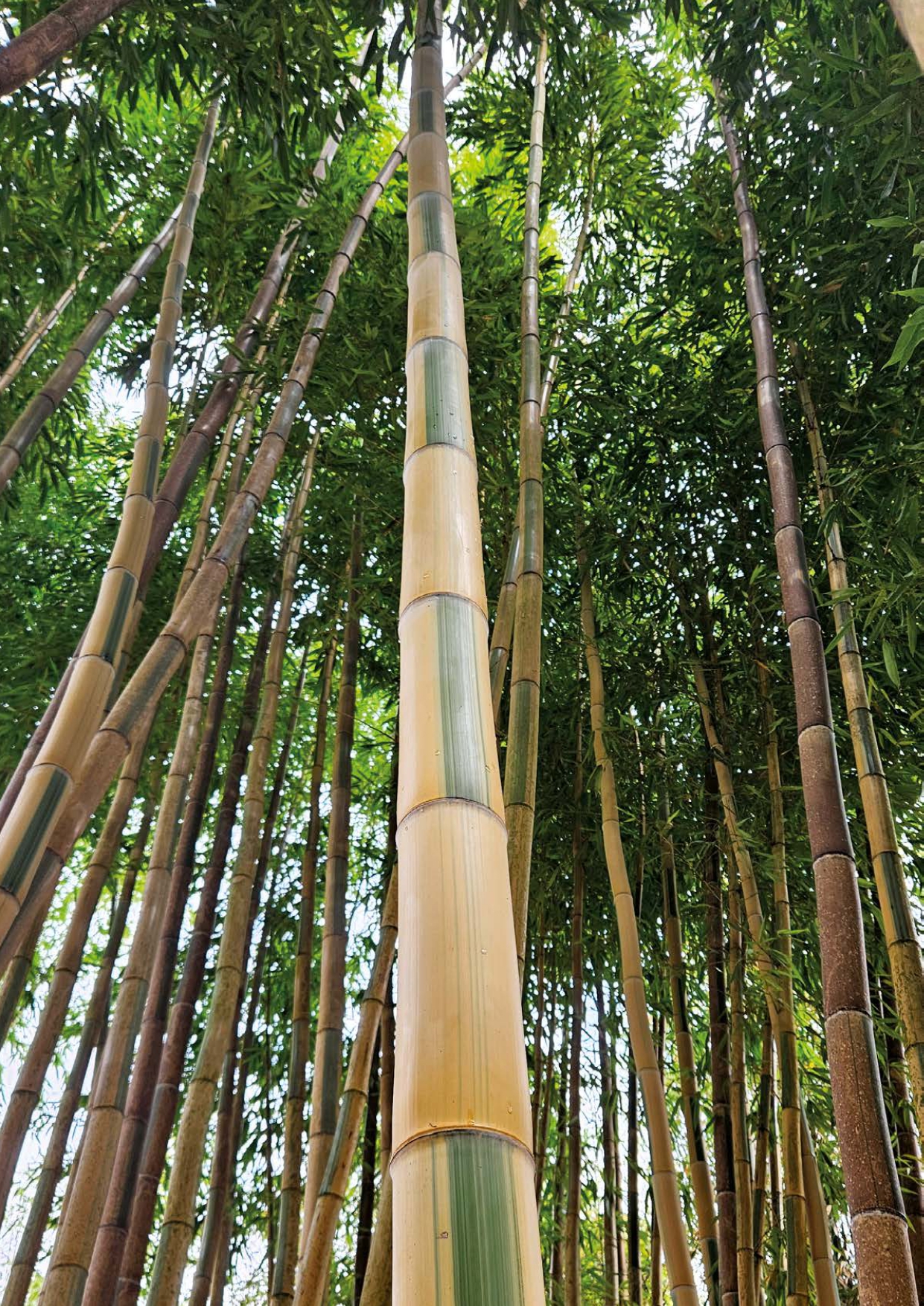 LLC55- extrait à feuilleter_page