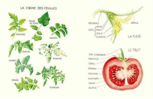 Le-Conservatoire-de-la-Tomate-Savoir-faire-de-La-Bourdaisiere-50-varietes-a-cultiver