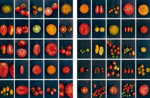 Le-Conservatoire-de-la-Tomate-Savoir-faire-de-La-Bourdaisiere-50-varietes-a-cultiver