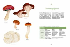 Cultiver ses champignons